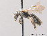  ( - BC ZSM HYM 09022)  @13 [ ] CreativeCommons - Attribution Non-Commercial Share-Alike (2010) Stefan Schmidt SNSB, Zoologische Staatssammlung Muenchen