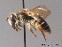  (Andrena intermedia - BC ZSM HYM 09064)  @15 [ ] CreativeCommons - Attribution Non-Commercial Share-Alike (2011) Stefan Schmidt SNSB, Zoologische Staatssammlung Muenchen