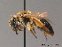  (Andrena intermedia - BC ZSM HYM 09066)  @15 [ ] CreativeCommons - Attribution Non-Commercial Share-Alike (2011) Stefan Schmidt SNSB, Zoologische Staatssammlung Muenchen