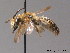  ( - BC ZSM HYM 09067)  @14 [ ] CreativeCommons - Attribution Non-Commercial Share-Alike (2011) Stefan Schmidt SNSB, Zoologische Staatssammlung Muenchen