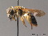  (Andrena wilkella - BC ZSM HYM 09069)  @15 [ ] CreativeCommons - Attribution Non-Commercial Share-Alike (2011) Stefan Schmidt SNSB, Zoologische Staatssammlung Muenchen