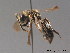  ( - BC ZSM HYM 09077)  @11 [ ] CreativeCommons - Attribution Non-Commercial Share-Alike (2011) Stefan Schmidt SNSB, Zoologische Staatssammlung Muenchen