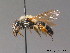  ( - BC ZSM HYM 09081)  @14 [ ] CreativeCommons - Attribution Non-Commercial Share-Alike (2011) Stefan Schmidt SNSB, Zoologische Staatssammlung Muenchen