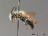  ( - BC ZSM HYM 09084)  @14 [ ] CreativeCommons - Attribution Non-Commercial Share-Alike (2011) Stefan Schmidt SNSB, Zoologische Staatssammlung Muenchen