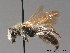  (Andrena labialis - BC ZSM HYM 09091)  @15 [ ] CreativeCommons - Attribution Non-Commercial Share-Alike (2011) Stefan Schmidt SNSB, Zoologische Staatssammlung Muenchen
