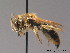  (Andrena labialis - BC ZSM HYM 09092)  @15 [ ] CreativeCommons - Attribution Non-Commercial Share-Alike (2011) Stefan Schmidt SNSB, Zoologische Staatssammlung Muenchen