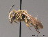  ( - BC ZSM HYM 09098)  @11 [ ] CreativeCommons - Attribution Non-Commercial Share-Alike (2011) Stefan Schmidt SNSB, Zoologische Staatssammlung Muenchen
