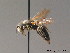  ( - BC ZSM HYM 09101)  @11 [ ] CreativeCommons - Attribution Non-Commercial Share-Alike (2011) Stefan Schmidt SNSB, Zoologische Staatssammlung Muenchen