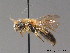  ( - BC ZSM HYM 09102)  @11 [ ] CreativeCommons - Attribution Non-Commercial Share-Alike (2011) Stefan Schmidt SNSB, Zoologische Staatssammlung Muenchen