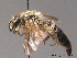  ( - BC ZSM HYM 09103)  @11 [ ] CreativeCommons - Attribution Non-Commercial Share-Alike (2011) Stefan Schmidt SNSB, Zoologische Staatssammlung Muenchen