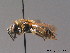  ( - BC ZSM HYM 09111)  @11 [ ] CreativeCommons - Attribution Non-Commercial Share-Alike (2011) Stefan Schmidt SNSB, Zoologische Staatssammlung Muenchen