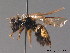  (Andrena allosa - BC ZSM HYM 09113)  @14 [ ] CreativeCommons - Attribution Non-Commercial Share-Alike (2011) Stefan Schmidt SNSB, Zoologische Staatssammlung Muenchen