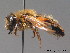  (Andrena carantonica - BC ZSM HYM 09118)  @15 [ ] CreativeCommons - Attribution Non-Commercial Share-Alike (2011) Stefan Schmidt SNSB, Zoologische Staatssammlung Muenchen