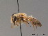  ( - BC ZSM HYM 09120)  @13 [ ] CreativeCommons - Attribution Non-Commercial Share-Alike (2011) Stefan Schmidt SNSB, Zoologische Staatssammlung Muenchen