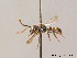  (Nomada minuscula - BC ZSM HYM 09511)  @13 [ ] CreativeCommons - Attribution Non-Commercial Share-Alike (2010) Stefan Schmidt SNSB, Zoologische Staatssammlung Muenchen