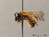  (Andrena nigroaenea - BC ZSM HYM 09529)  @13 [ ] CreativeCommons - Attribution Non-Commercial Share-Alike (2010) Stefan Schmidt SNSB, Zoologische Staatssammlung Muenchen