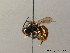  (Osmia cornuta - BC ZSM HYM 09545)  @14 [ ] CreativeCommons - Attribution Non-Commercial Share-Alike (2010) Stefan Schmidt SNSB, Zoologische Staatssammlung Muenchen