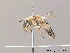  ( - BC ZSM HYM 09976)  @11 [ ] CreativeCommons - Attribution Non-Commercial Share-Alike (2011) Stefan Schmidt SNSB, Zoologische Staatssammlung Muenchen