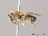  (Andrena floricola - BC ZSM HYM 09995)  @14 [ ] CreativeCommons - Attribution Non-Commercial Share-Alike (2011) Stefan Schmidt SNSB, Zoologische Staatssammlung Muenchen