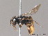  ( - BC ZSM HYM 10012)  @13 [ ] CreativeCommons - Attribution Non-Commercial Share-Alike (2011) Stefan Schmidt SNSB, Zoologische Staatssammlung Muenchen