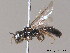  ( - BC ZSM HYM 10014)  @14 [ ] CreativeCommons - Attribution Non-Commercial Share-Alike (2011) Stefan Schmidt SNSB, Zoologische Staatssammlung Muenchen