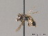  (Andrena minutuloides - BC ZSM HYM 10031)  @14 [ ] CreativeCommons - Attribution Non-Commercial Share-Alike (2011) Stefan Schmidt SNSB, Zoologische Staatssammlung Muenchen