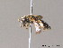  ( - BC ZSM HYM 10037)  @11 [ ] CreativeCommons - Attribution Non-Commercial Share-Alike (2011) Stefan Schmidt SNSB, Zoologische Staatssammlung Muenchen