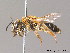  (Andrena dorsata - BC ZSM HYM 10041)  @15 [ ] CreativeCommons - Attribution Non-Commercial Share-Alike (2011) Stefan Schmidt SNSB, Zoologische Staatssammlung Muenchen