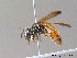  ( - BC ZSM HYM 10044)  @15 [ ] CreativeCommons - Attribution Non-Commercial Share-Alike (2011) Stefan Schmidt SNSB, Zoologische Staatssammlung Muenchen