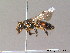  (Andrena rosae - BC ZSM HYM 10045)  @15 [ ] CreativeCommons - Attribution Non-Commercial Share-Alike (2011) Stefan Schmidt SNSB, Zoologische Staatssammlung Muenchen