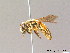  (Andrena polita - BC ZSM HYM 10050)  @15 [ ] CreativeCommons - Attribution Non-Commercial Share-Alike (2011) Stefan Schmidt SNSB, Zoologische Staatssammlung Muenchen