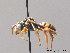  ( - BC ZSM HYM 09169)  @14 [ ] CreativeCommons - Attribution Non-Commercial Share-Alike (2010) Stefan Schmidt SNSB, Zoologische Staatssammlung Muenchen