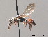  ( - BC ZSM HYM 09170)  @13 [ ] CreativeCommons - Attribution Non-Commercial Share-Alike (2010) Stefan Schmidt SNSB, Zoologische Staatssammlung Muenchen