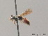  (Sphecodes niger - BC ZSM HYM 09186)  @14 [ ] CreativeCommons - Attribution Non-Commercial Share-Alike (2010) Stefan Schmidt SNSB, Zoologische Staatssammlung Muenchen