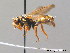  (Nomada nobilis - BC ZSM HYM 09203)  @13 [ ] CreativeCommons - Attribution Non-Commercial Share-Alike (2010) Stefan Schmidt SNSB, Zoologische Staatssammlung Muenchen