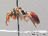  ( - BC ZSM HYM 09210)  @14 [ ] CreativeCommons - Attribution Non-Commercial Share-Alike (2010) Stefan Schmidt SNSB, Zoologische Staatssammlung Muenchen