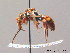 (Nomada rostrata - BC ZSM HYM 09212)  @13 [ ] CreativeCommons - Attribution Non-Commercial Share-Alike (2010) Stefan Schmidt SNSB, Zoologische Staatssammlung Muenchen