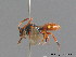  ( - BC ZSM HYM 09803)  @12 [ ] CreativeCommons - Attribution Non-Commercial Share-Alike (2010) Stefan Schmidt SNSB, Zoologische Staatssammlung Muenchen