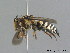  ( - BC ZSM HYM 09806)  @14 [ ] CreativeCommons - Attribution Non-Commercial Share-Alike (2010) Stefan Schmidt SNSB, Zoologische Staatssammlung Muenchen