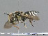  ( - BC ZSM HYM 09807)  @12 [ ] CreativeCommons - Attribution Non-Commercial Share-Alike (2010) Stefan Schmidt SNSB, Zoologische Staatssammlung Muenchen