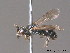  ( - BC ZSM HYM 09843)  @14 [ ] CreativeCommons - Attribution Non-Commercial Share-Alike (2010) Stefan Schmidt SNSB, Zoologische Staatssammlung Muenchen