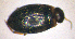  ( - BC ZSM AQU 00013)  @12 [ ] CreativeCommons - Attribution Non-Commercial Share-Alike (2010) Unspecified SNSB, Zoologische Staatssammlung Muenchen