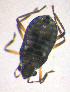  ( - BC ZSM AQU 00020)  @12 [ ] CreativeCommons - Attribution Non-Commercial Share-Alike (2010) Unspecified SNSB, Zoologische Staatssammlung Muenchen