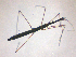  (Hydrometra stagnorum - BC ZSM AQU 00034)  @13 [ ] CreativeCommons - Attribution Non-Commercial Share-Alike (2010) Unspecified SNSB, Zoologische Staatssammlung Muenchen