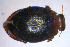  ( - BC ZSM AQU 00103)  @13 [ ] CreativeCommons - Attribution Non-Commercial Share-Alike (2010) Unspecified SNSB, Zoologische Staatssammlung Muenchen