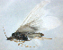  ( - BC ZSM AQU 00106)  @13 [ ] CreativeCommons - Attribution Non-Commercial No Derivatives (2010) Unspecified SNSB, Zoologische Staatssammlung Muenchen
