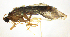  ( - BC ZSM AQU 00128)  @13 [ ] CreativeCommons - Attribution Non-Commercial No Derivatives (2010) Unspecified SNSB, Zoologische Staatssammlung Muenchen
