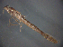  ( - BC ZSM AQU 00200)  @12 [ ] CreativeCommons - Attribution Non-Commercial Share-Alike (2010) Unspecified SNSB, Zoologische Staatssammlung Muenchen