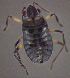  ( - BC ZSM AQU 00208)  @13 [ ] CreativeCommons - Attribution Non-Commercial Share-Alike (2010) Unspecified SNSB, Zoologische Staatssammlung Muenchen