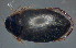  ( - BC ZSM AQU 00219)  @12 [ ] CreativeCommons - Attribution Non-Commercial Share-Alike (2010) Unspecified SNSB, Zoologische Staatssammlung Muenchen